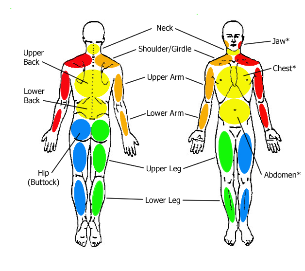 Body diagram