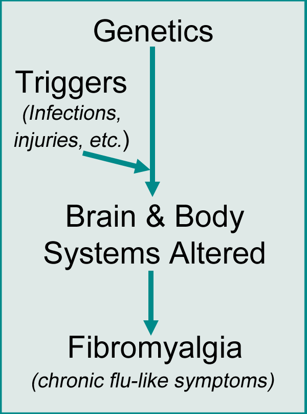 Illustration diagram showing how genetics combined with a triggering event leads to fibromyalgia