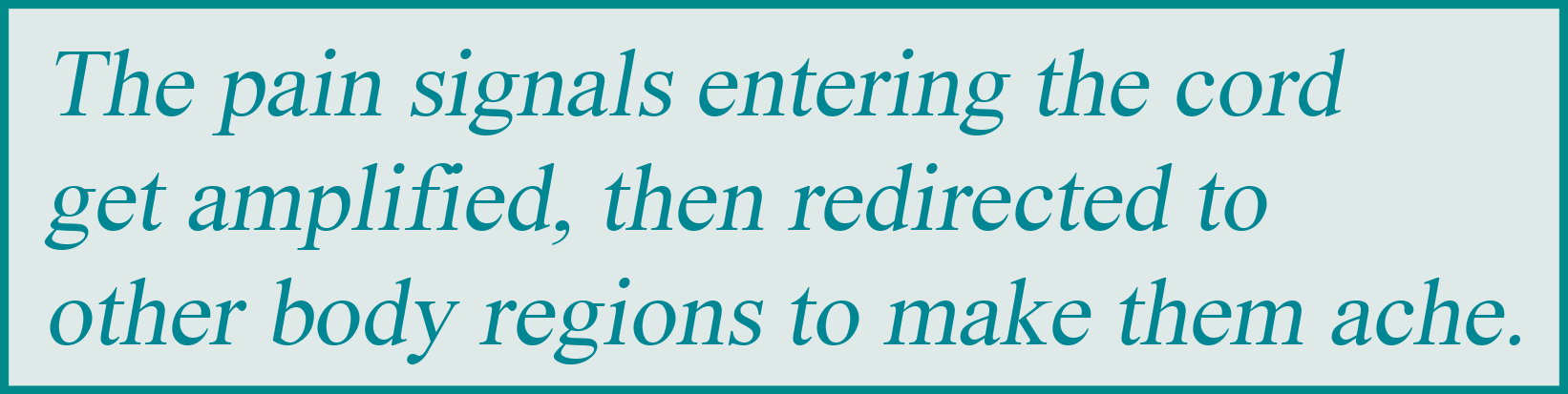 Quote on who pain signals enter the spinal cord, get amplified, and then redirected to other body regions in fibromyalgia patients.